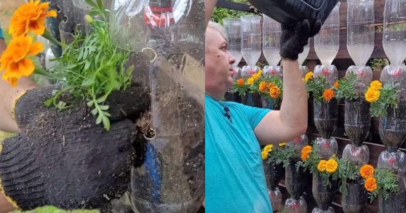 Seleção de Plantas Perfeitas para Jardins Verticais de PET - inspiração 2