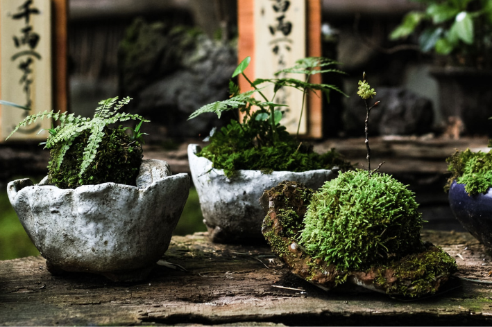 Solucionando Problemas Comuns: Dicas para um Terrário Duradouro - inspiração 1