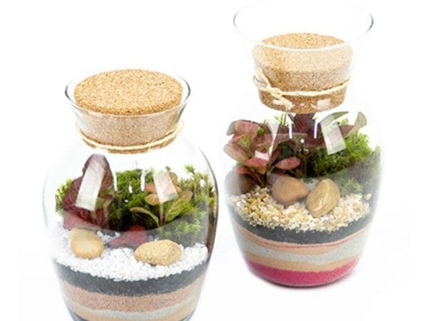 Solucionando Problemas Comuns: Dicas para um Terrário Duradouro - inspiração 2