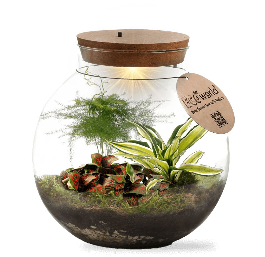 A Arte do Arranjo: Posicionando o Musgo e Outros Elementos - inspiração 1