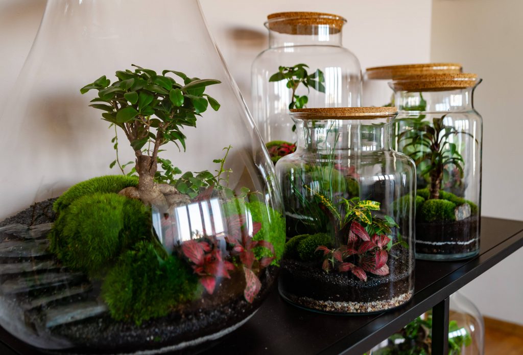 A Arte do Arranjo: Posicionando o Musgo e Outros Elementos - inspiração 2