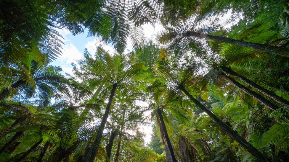 Reduz o Estresse e a Ansiedade - inspiração 2