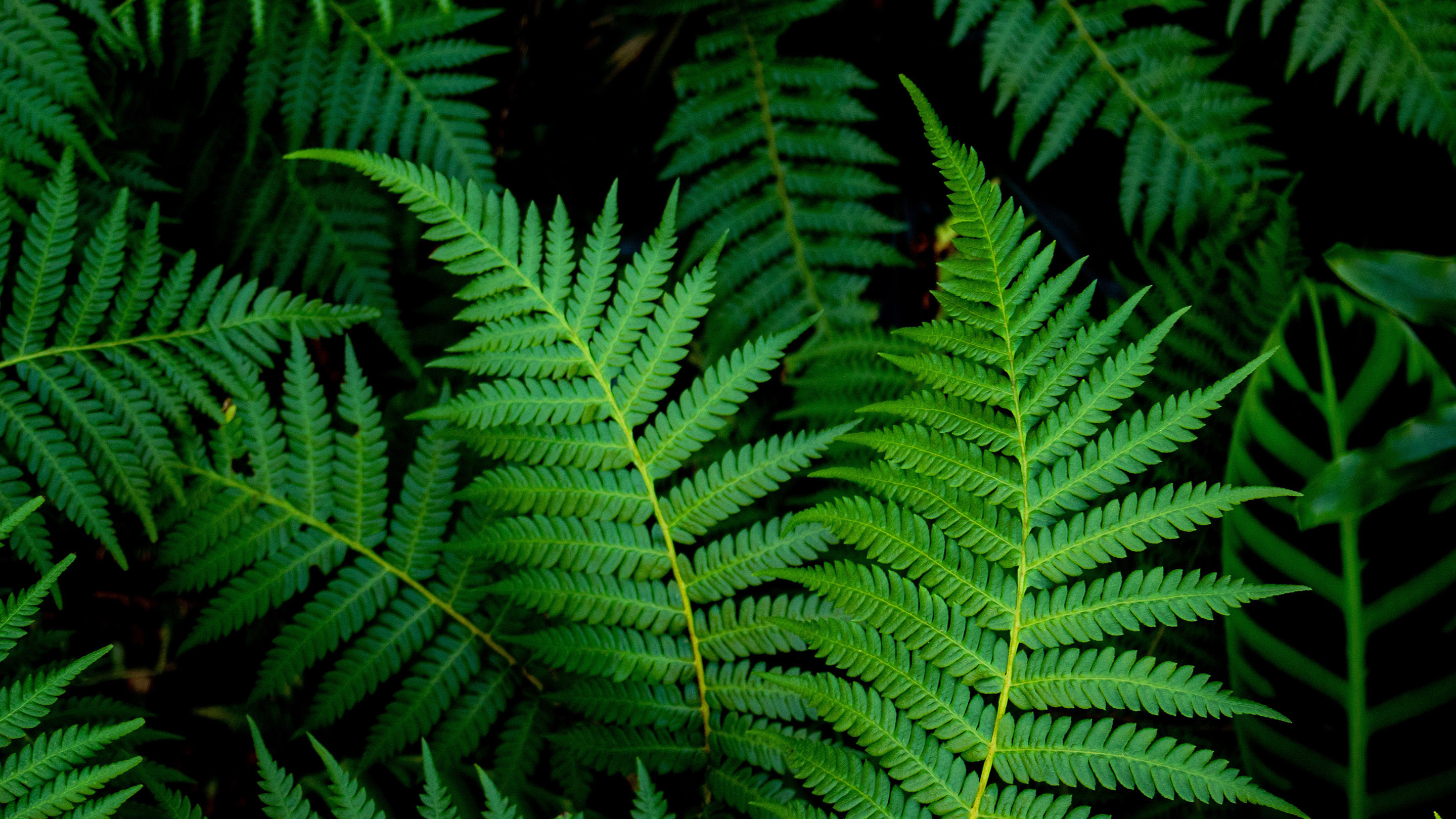 Cria uma Barreira contra Distrações Externas - inspiração 1