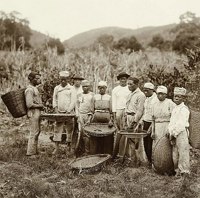 Mão de Obra e Sociedade: O Impacto do Café na Estrutura Brasileira - inspiração 1