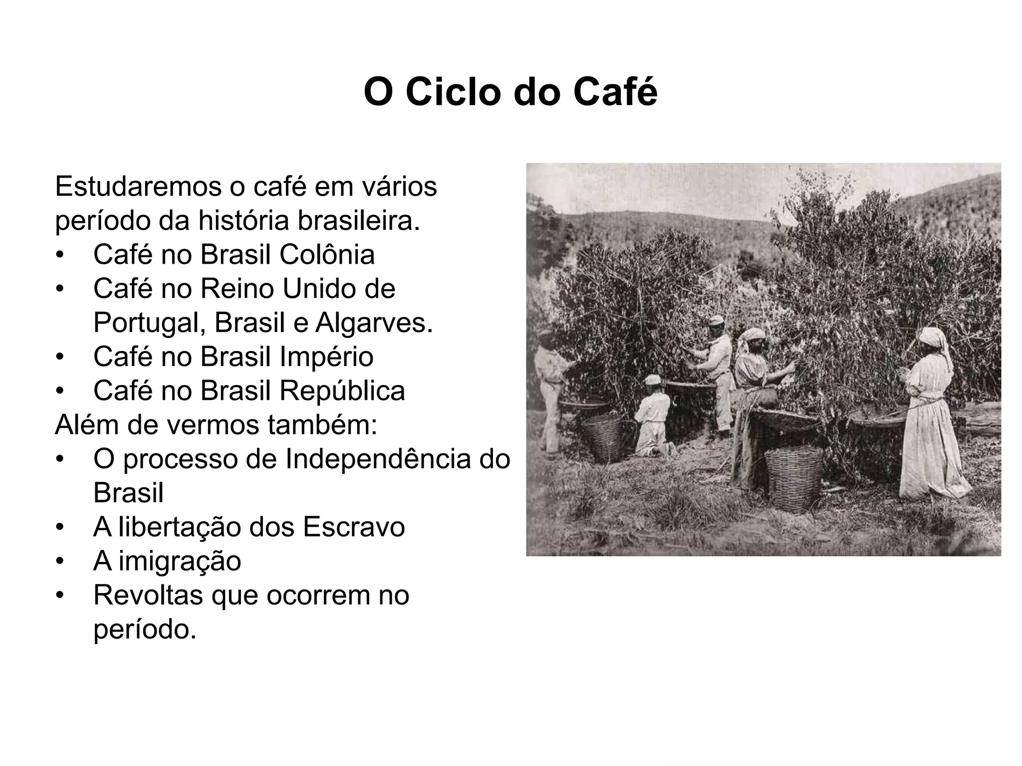 Do Grão à Xícara Gourmet: A Evolução do Café Especial no Brasil - inspiração 1