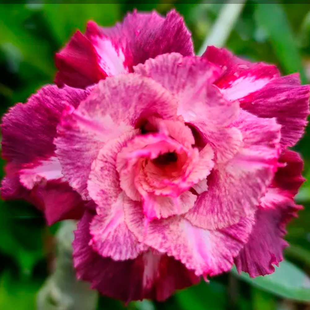 Identificando a Mei Xiang: Características Únicas e Variações - inspiração 1