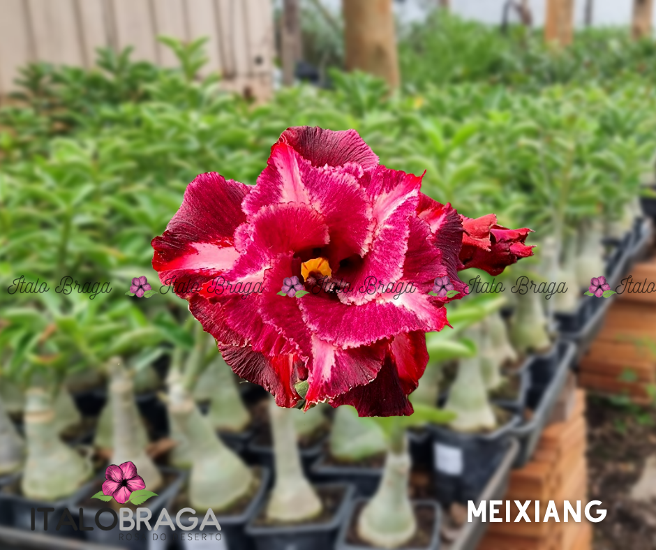 Identificando a Mei Xiang: Características Únicas e Variações - inspiração 2