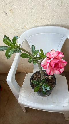 Solucionando Problemas Comuns: O Que Fazer Quando Algo Dá Errado - inspiração 2