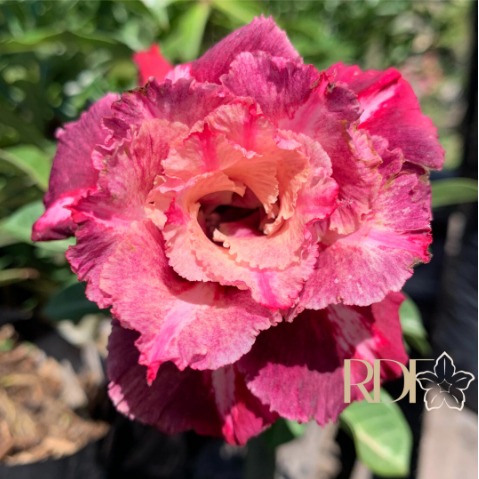 O Substrato Perfeito: A Base para o Florescimento da Sua Mei Xiang - inspiração 1