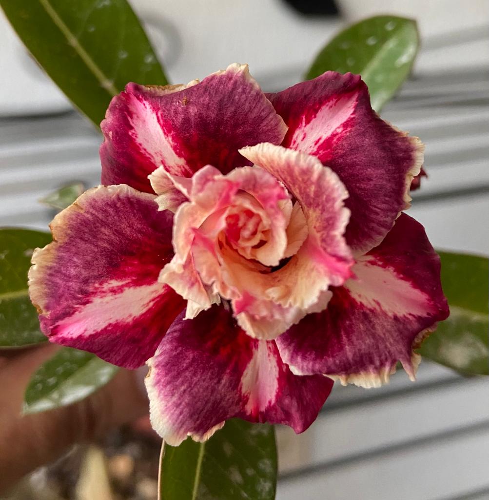 O Substrato Perfeito: A Base para o Florescimento da Sua Mei Xiang - inspiração 2