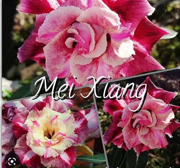 Rega Estratégica: Encontrando o Equilíbrio Certo para Evitar Problemas - inspiração 1