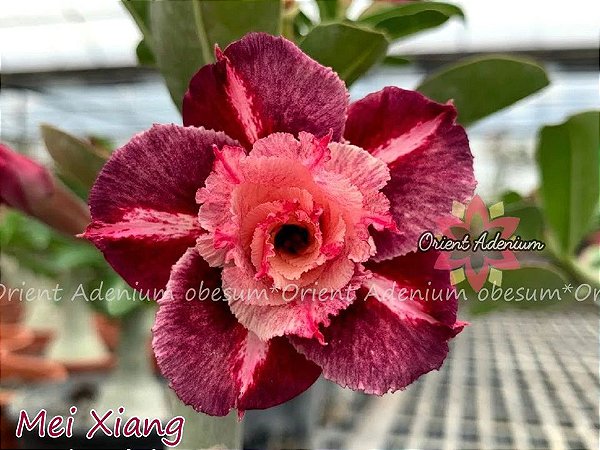 Iluminação Ideal: Onde Posicionar Sua Rosa do Deserto Mei Xiang - inspiração 1