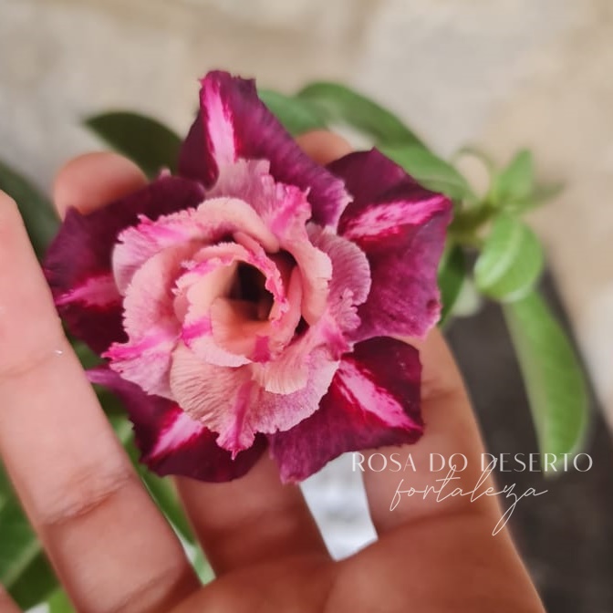 Iluminação Ideal: Onde Posicionar Sua Rosa do Deserto Mei Xiang - inspiração 2