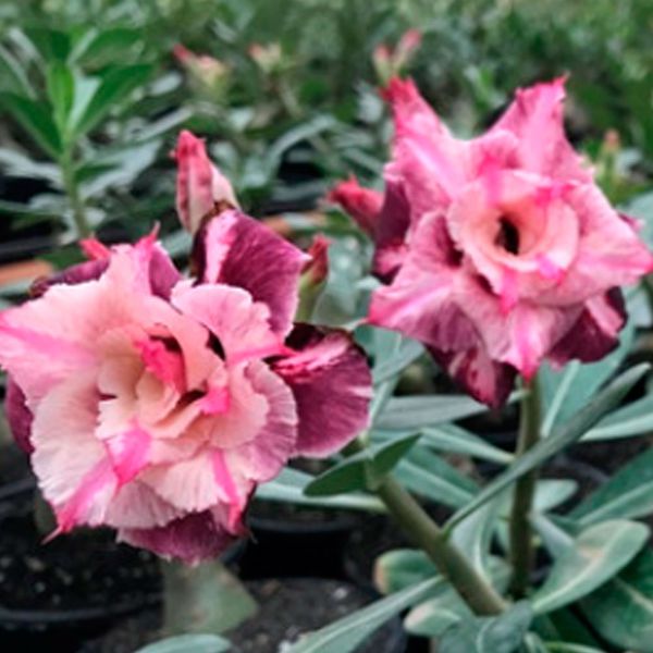 Adubação Inteligente: Nutrientes que Despertam a Cor e a Vitalidade - inspiração 1