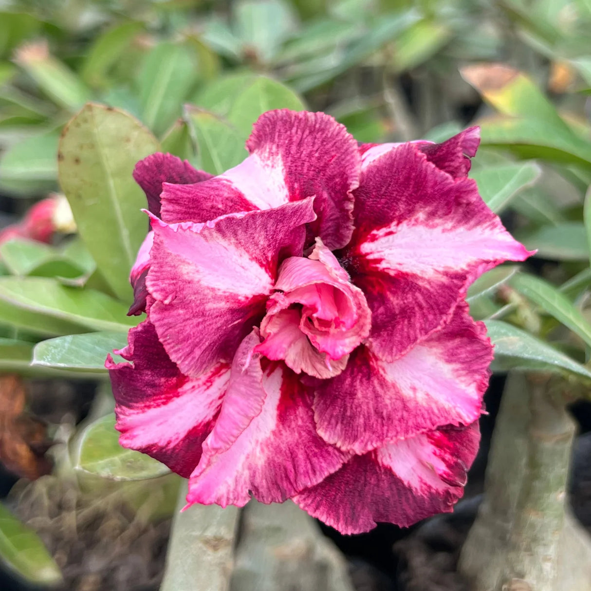 Adubação Inteligente: Nutrientes que Despertam a Cor e a Vitalidade - inspiração 2