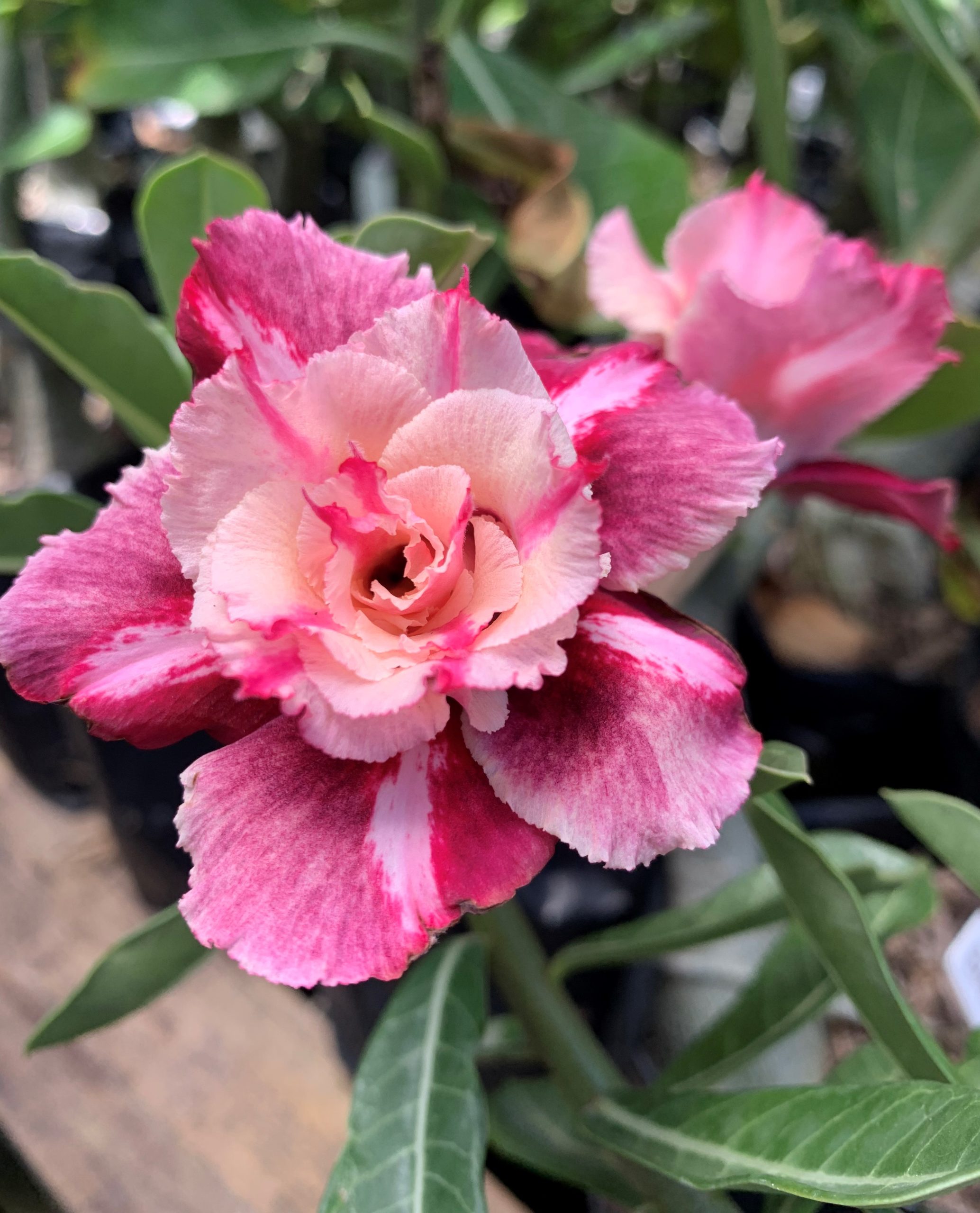 Poda Certa: Moldando a Beleza e Estimulando Novas Floradas - inspiração 1