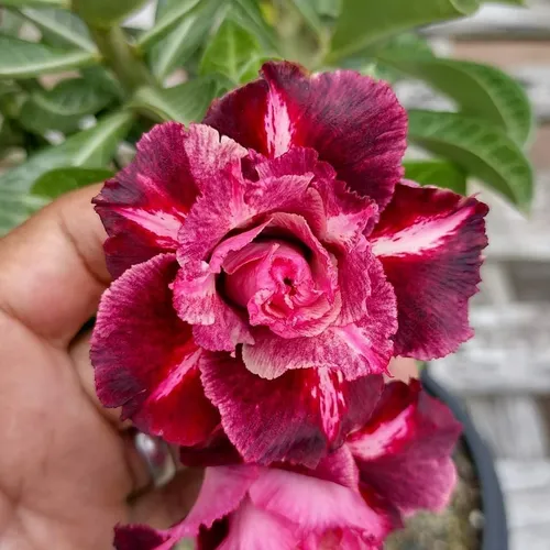 Poda Certa: Moldando a Beleza e Estimulando Novas Floradas - inspiração 2