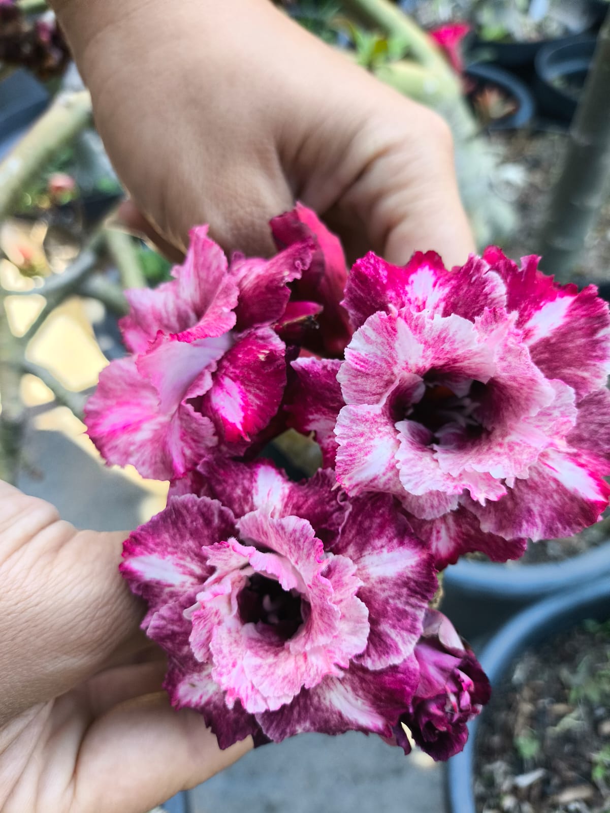 Controle de Pragas e Doenças: Prevenção é a Chave - inspiração 2