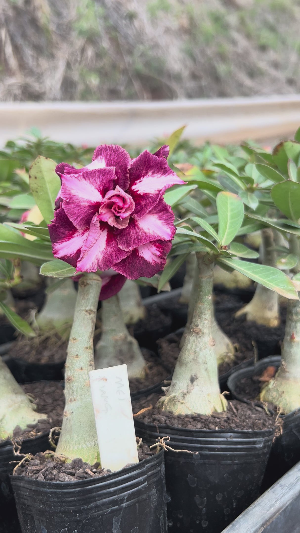 Propagação da Mei Xiang: Multiplicando sua Beleza com Sucesso - inspiração 1