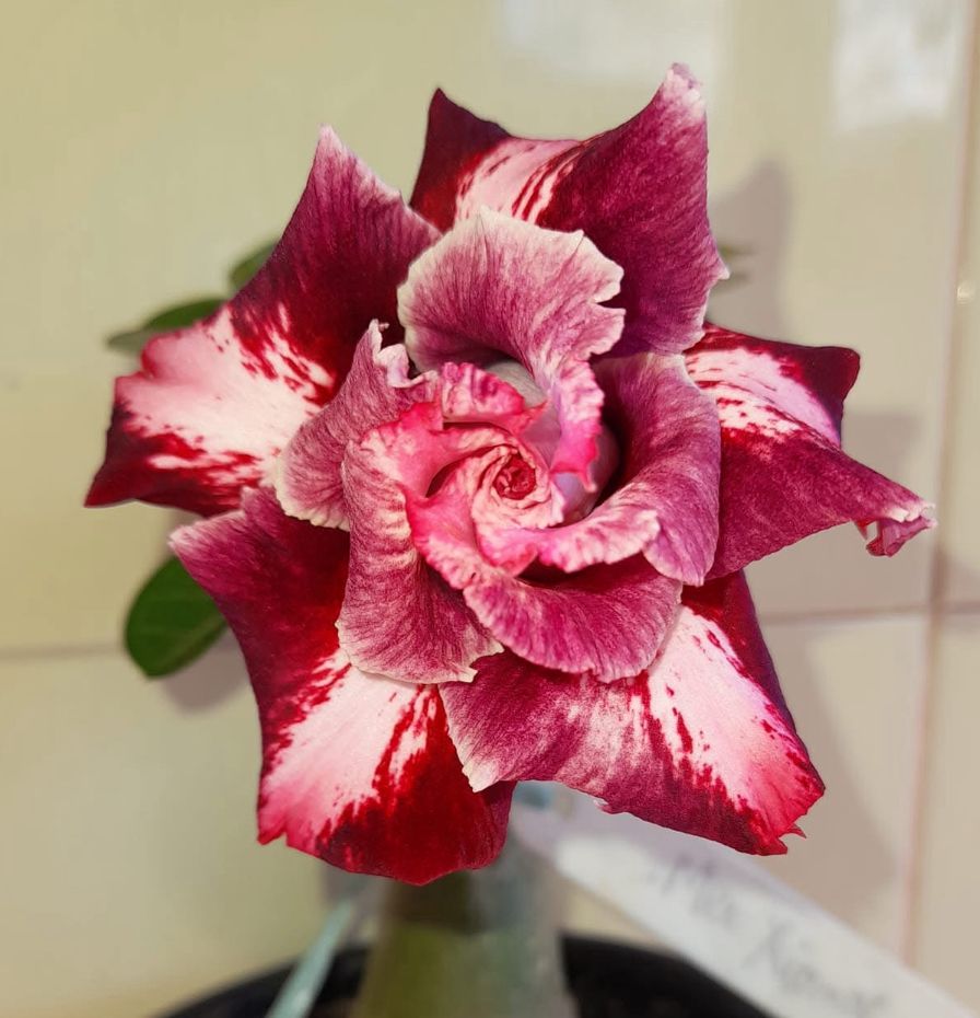 Propagação da Mei Xiang: Multiplicando sua Beleza com Sucesso - inspiração 2