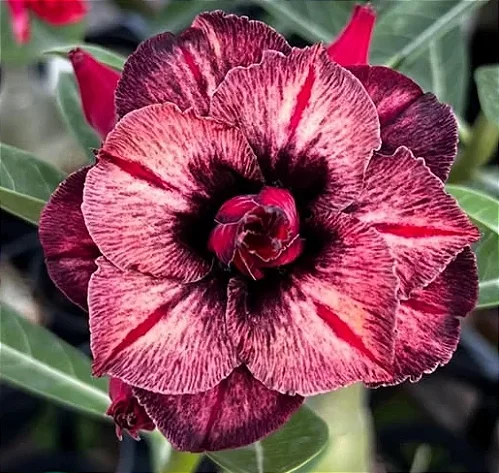 Mei Xiang em Vasos: Soluções Elegantes para Espaços Menores - inspiração 2