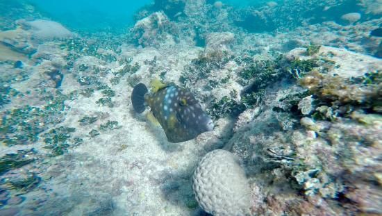 Recife e Porto de Galinhas (PE): Naufrágios e Recifes Acessíveis - inspiração 2
