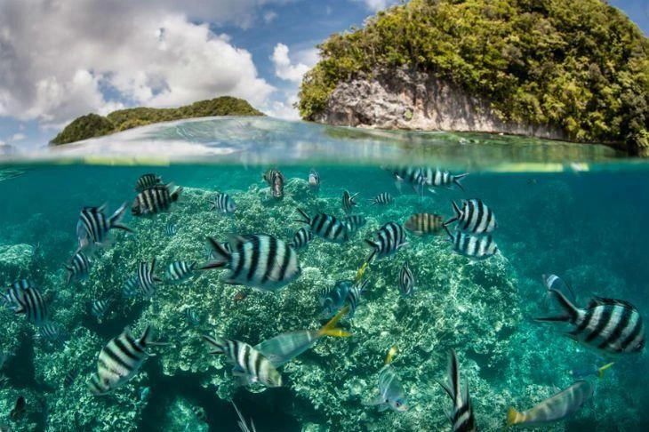 Abrolhos (BA): O Paraíso das Baleias Jubarte e Corais Exuberantes - inspiração 1