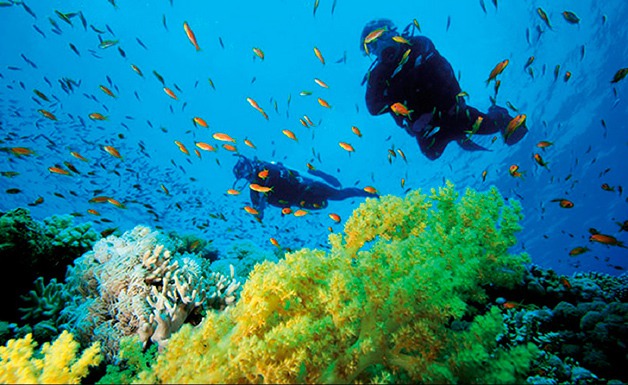 Laje de Santos (SP): Um Parque Estadual Submerso para os Mais Experientes - inspiração 1