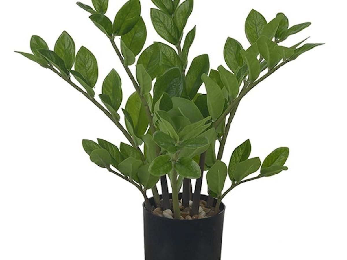 Suculentas e Cactos: O Toque Moderno e Minimalista - inspiração 1