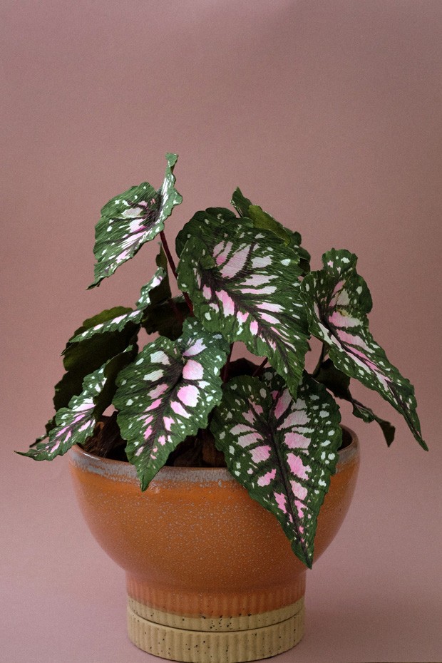 Folhagens Tropicais: A Exuberância da Natureza em Casa - inspiração 1