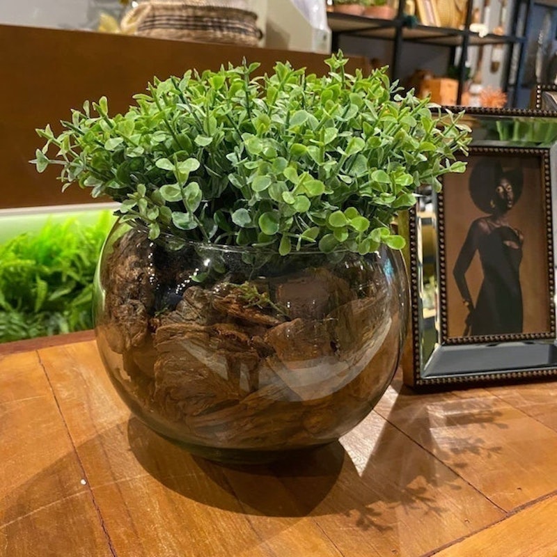 Samambaias e Jibóias: O Charme Pendente que Transforma Ambientes - inspiração 2