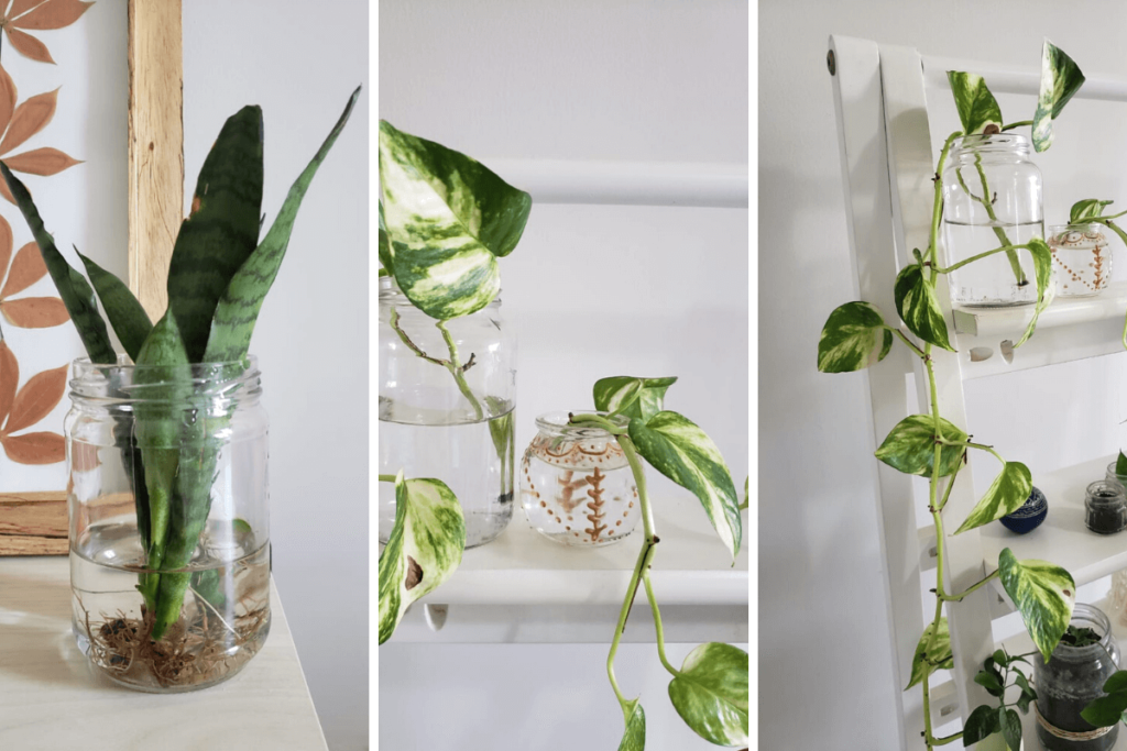 Comigo-ninguém-pode: Beleza e Purificação sem Terra - inspiração 2