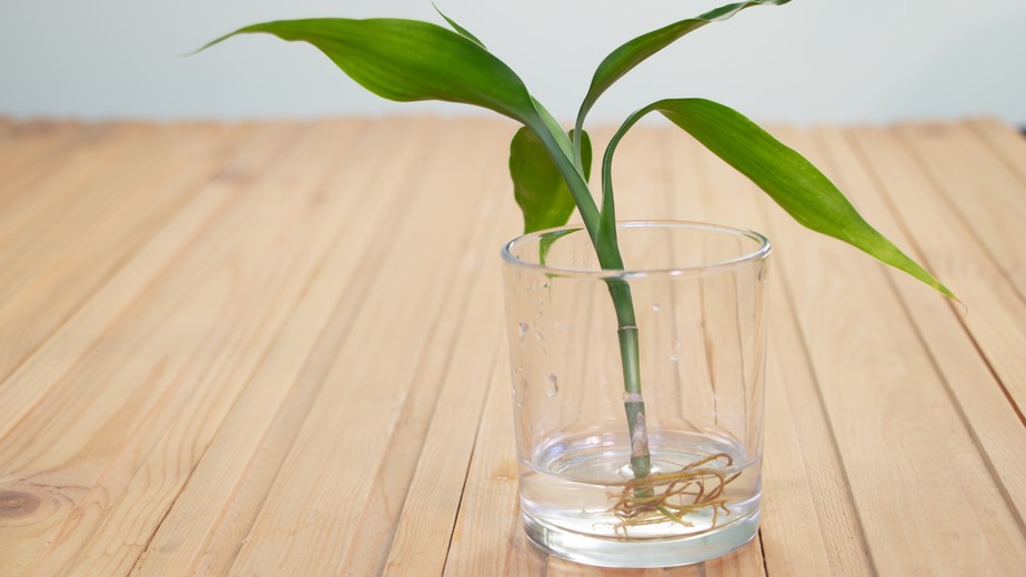 Espada-de-São-Jorge: A Guardiã Resistente e Elegante - inspiração 1