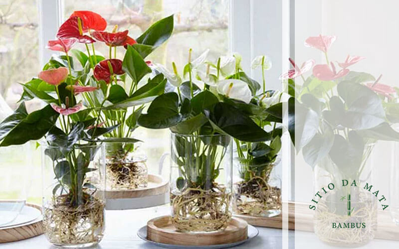 Espada-de-São-Jorge: A Guardiã Resistente e Elegante - inspiração 2