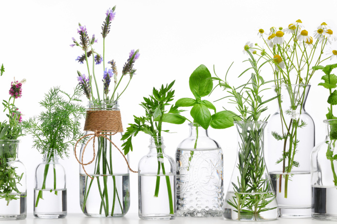 Jiboia: A Trepadeira Versátil para Ambientes Luminosos - inspiração 2