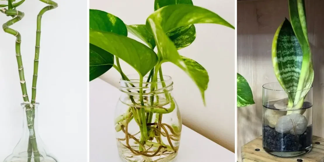 Lírio da Paz: Elegância e Bom Ar no Seu Espaço - inspiração 1