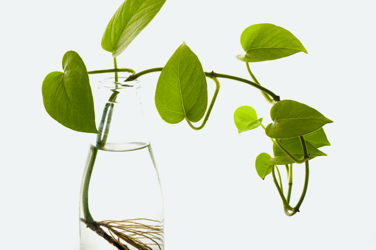 Bambu da Sorte: Símbolo de Prosperidade e Harmonia - inspiração 1