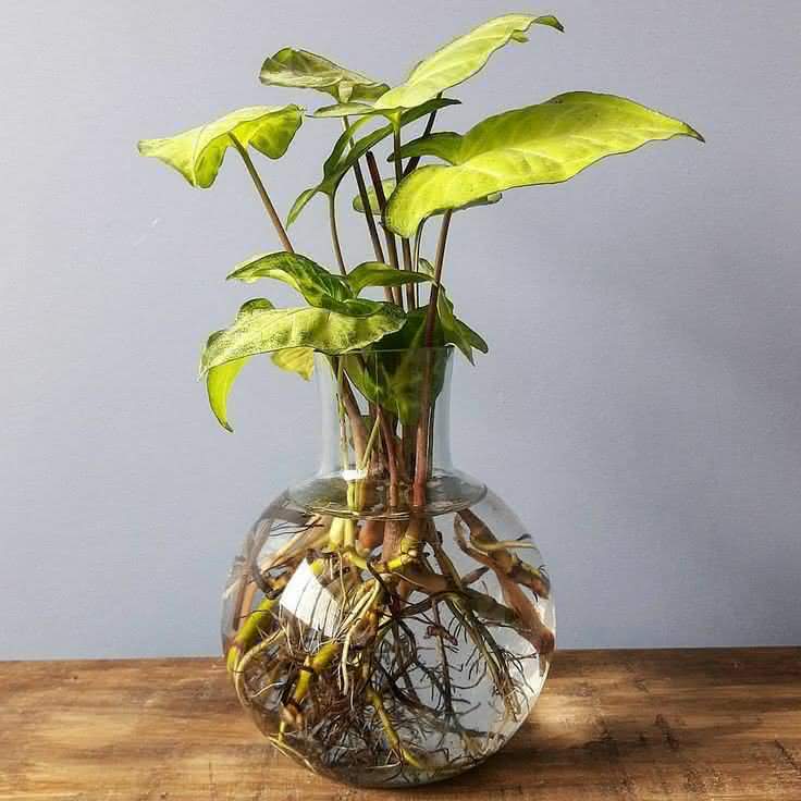 Hortelã: Frescor Aromático para a Sua Cozinha - inspiração 2