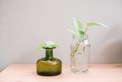 Manjericão: O Cheiro da Itália em Cultivo Hidropônico - inspiração 1