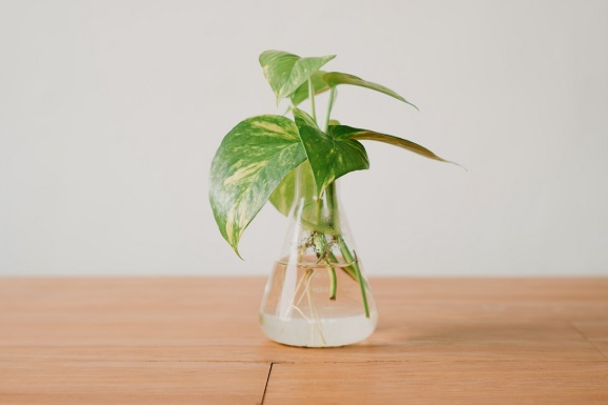 Manjericão: O Cheiro da Itália em Cultivo Hidropônico - inspiração 2