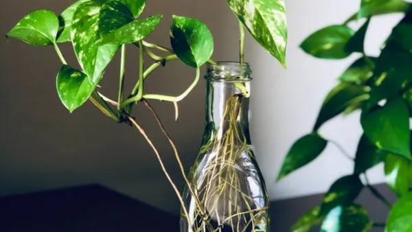 Clorofito: O Purificador de Ar que Cresce em Água - inspiração 1