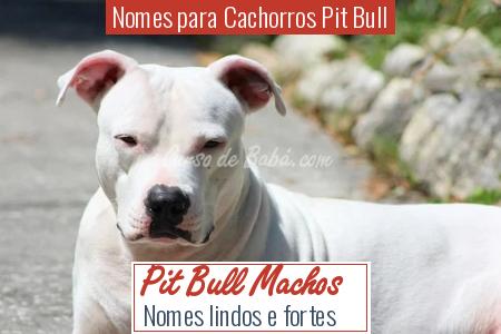 100 Nomes para Pitbull Macho