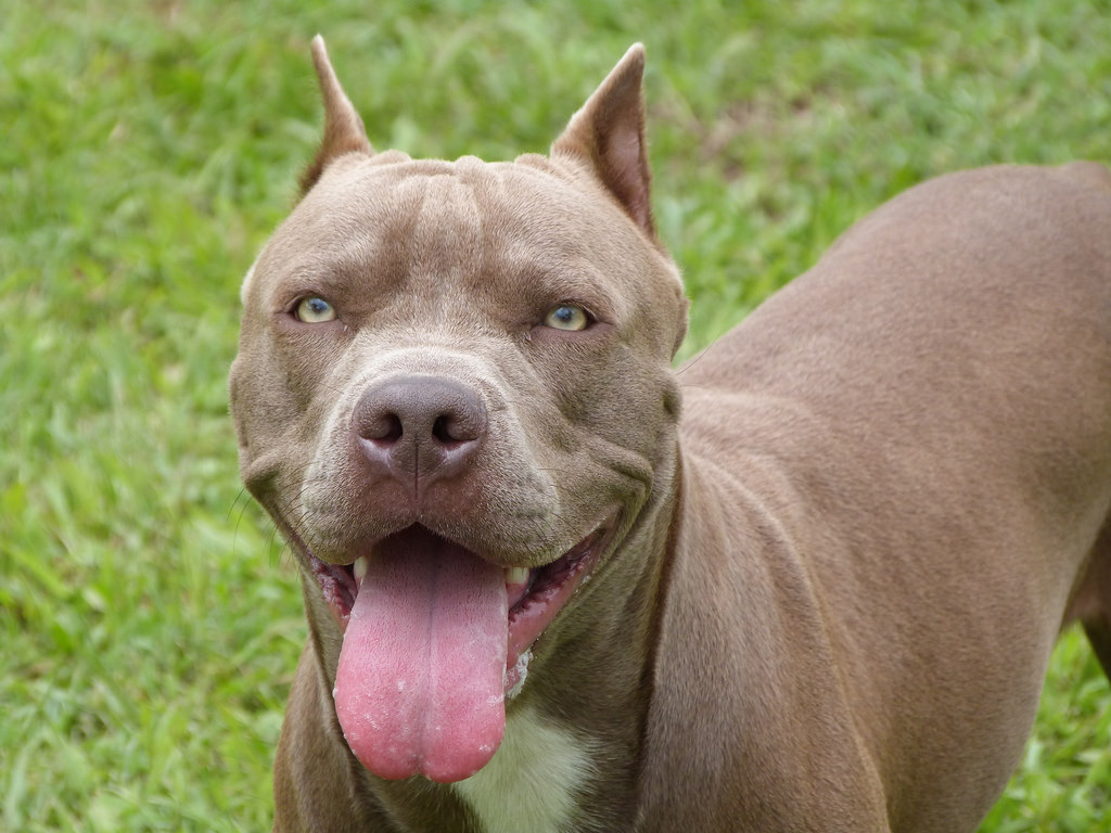 Significado dos Nomes Mais Populares para Pitbulls Machos