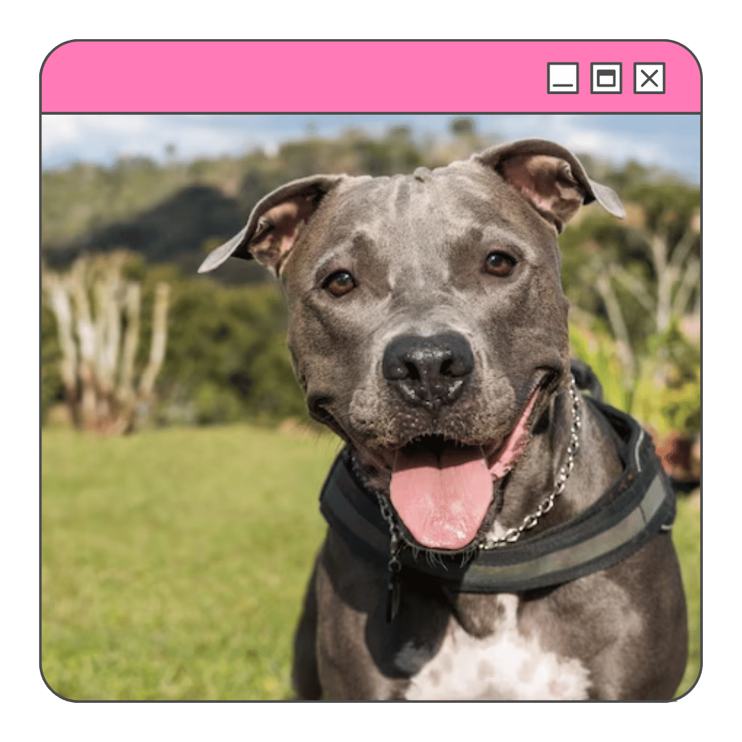 Nomes de Cachorro Inspirados em Mitologia Nórdica e Grega