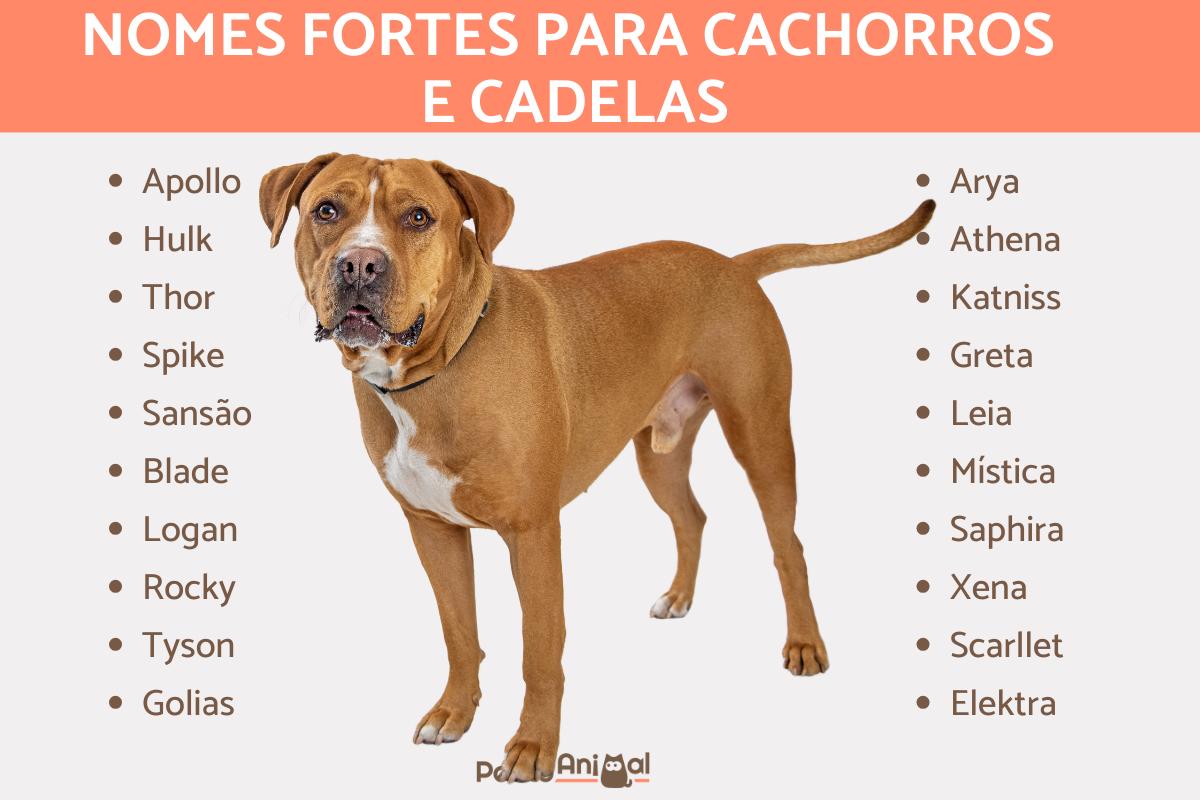 Como Escolher o Nome Perfeito para Seu Pitbull: Dicas de Adestramento