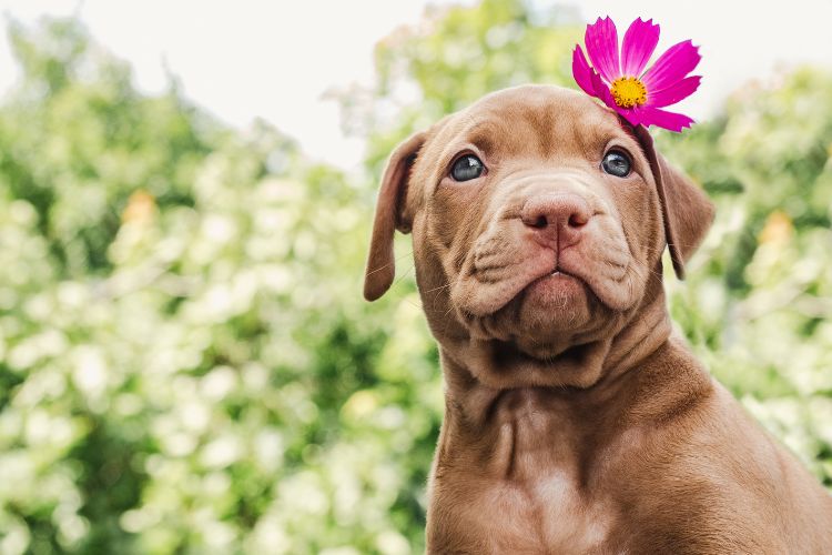 Como Escolher o Nome Perfeito para Seu Pitbull: Dicas de Adestramento