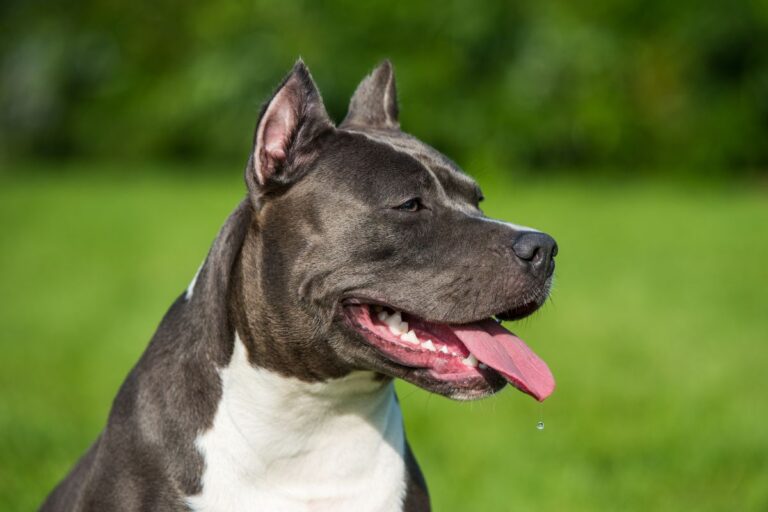 Nomes de Pitbull Fêmea: 50 Opções Criativas e Fortes