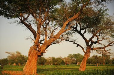 Madagascar: Um Paraíso de Biodiversidade e Espécies Únicas