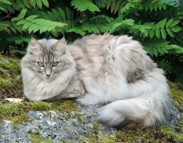 1. Angorá Cinza: Guia Completo para Adotantes
2. As Cores do Angorá Turco: Do Branco ao Cinza Profundo
3. Cuidados Essenciais com a Pelagem Longa do Angorá
4. Personalidade e Comportamento do Gato Angorá
5. A História Milenar do Angorá Turco