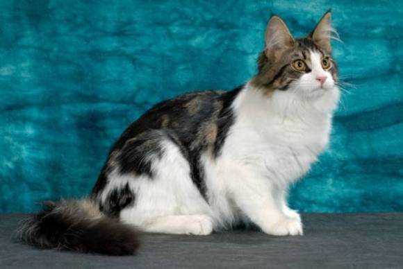 1. Angorá Cinza: Guia Completo para Adotantes
2. As Cores do Angorá Turco: Do Branco ao Cinza Profundo
3. Cuidados Essenciais com a Pelagem Longa do Angorá
4. Personalidade e Comportamento do Gato Angorá
5. A História Milenar do Angorá Turco